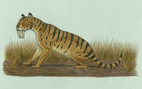 Framed Thylacosmilus Atrox Print