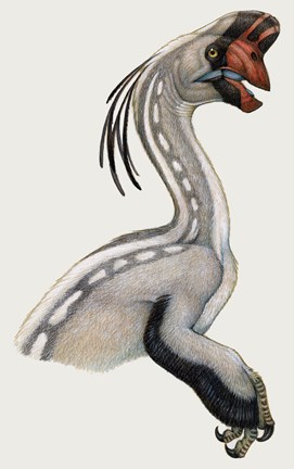 Framed Oviraptor, a Small Dinosaur that Lived During the Cretaceous period Print