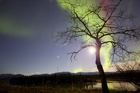 Framed Aurora Borealis with Tree and Pleiades, Yukon, Canada Print