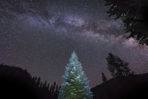 Framed Pine Tree Glows Under the Arch of the Milky Way Print
