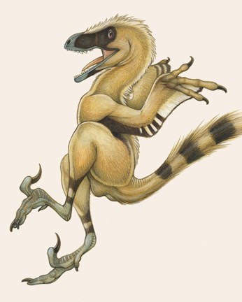 Framed Bambiraptor Print
