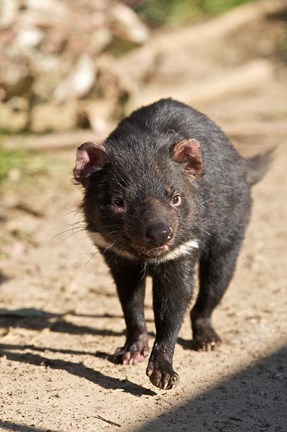 Framed Australia, Tasmanian Devil wildlife Print