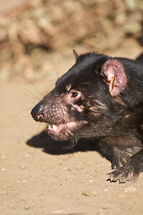 Framed Head of Tasmanian Devil Print