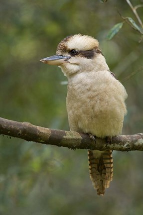 Framed Kookaburra Bird, Tasmania, Australia Print