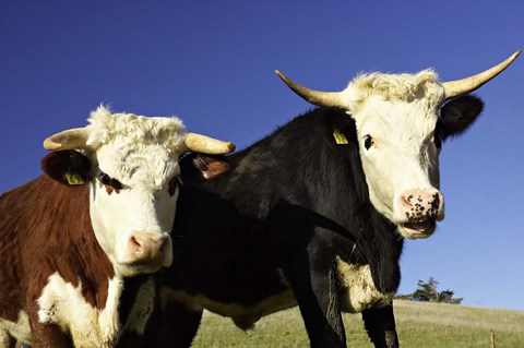Framed Dairy Cows, New Zealand Print