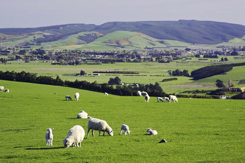 Framed Farmland at Milburn, South Otago, South Island, New Zealand Print