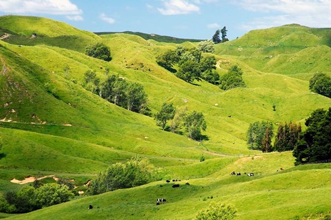 Framed Farmland near Gisborne, New Zealand Print