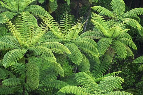 Framed Ferns, AH Reed Memorial Kauri Park, Whangarei, Northland Print