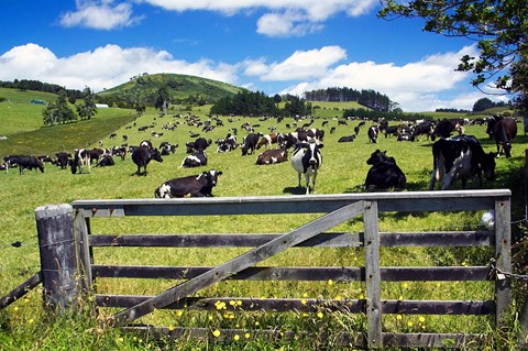 Framed Gate and Dairy Farm near Kaikohe, Northland, New Zealand Print