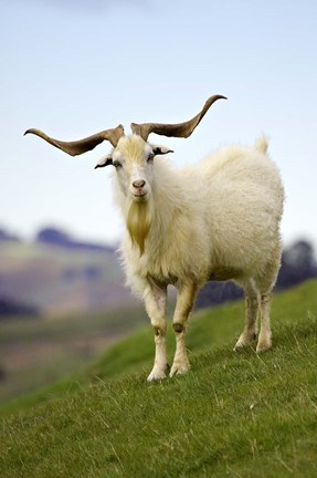 Framed Goat, Taieri, near Dunedin, South Island, New Zealand Print