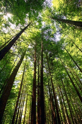 Framed Redwood Forest, Rotorua, New Zealand Print