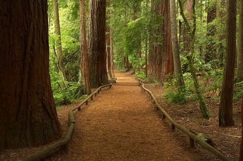 Framed Path through Redwood Forest, Rotorua, New Zealand Print