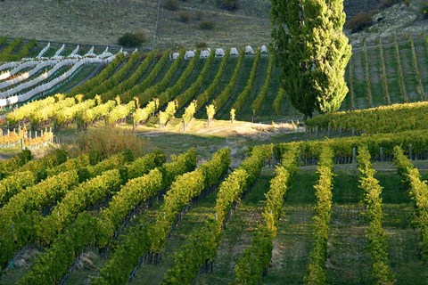 Framed Felton Road Vineyard, Bannockburn, Central Otago, South Island, New Zealand Print