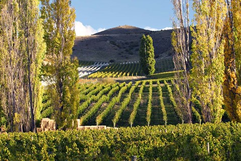 Framed Felton Road Vineyard, Bannockburn, South Island, New Zealand Print