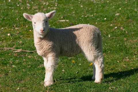 Framed New Lamb, South Island, New Zealand Print