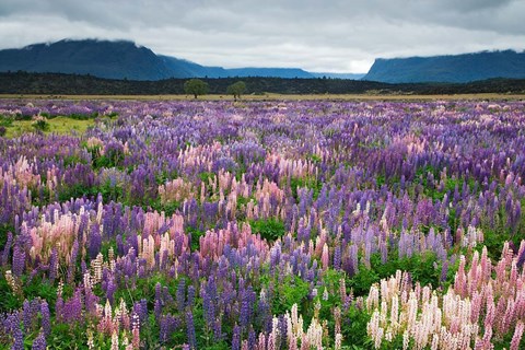 Framed Blooming Lupine Near Town of TeAnua, South Island, New Zealand Print