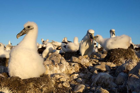 Framed Shy Albatross chick and colony, Bass Strait, Tasmania, Australia Print