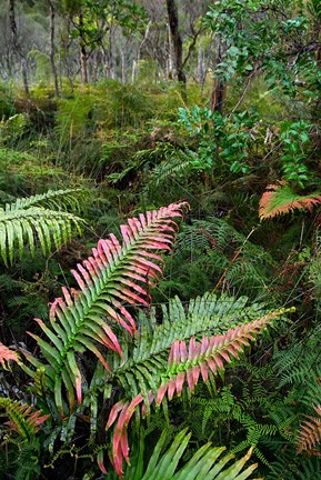 Framed Waipoua Forest, North Island, New Zealand Print