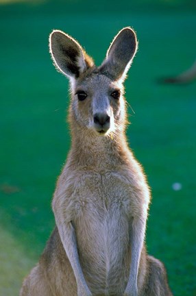 Framed Australia, Yamba Golf Course, Eastern Grey Kangaroo Print