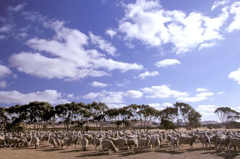 Framed Sheep Station, Kangaroo Island, South Australia, Australia Print