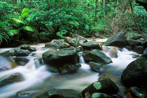 Framed Rainforest, Daintree National Park, Queensland, Australia Print