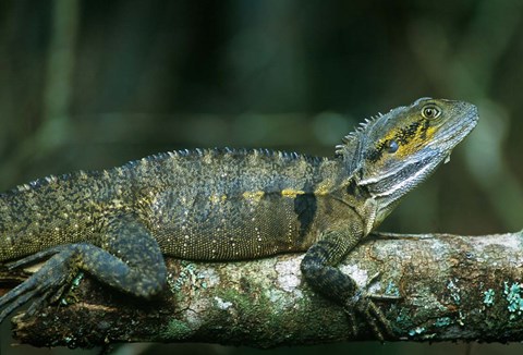 Framed Australia, Queensland, Eastern Water Dragon lizard Print