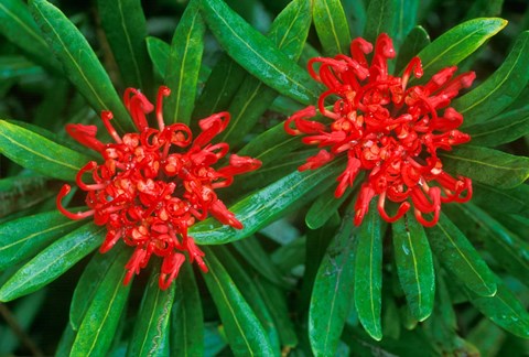 Framed Waratah, Walls of Jerusalem National Park, Tasmania, Australia Print