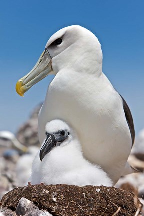 Framed Australia, Tasmania, Bass Strait Shy albatross with chick Print