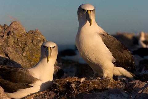 Framed Australia, Tasmania, Bass Strait Albatross pair Print