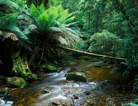 Framed Nelson Creek, Franklin Gordon Wild Rivers National Park, Tasmania, Australia Print