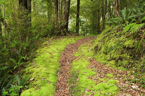 Framed Historic Boiler Powered Machine, South Island, New Zealand Print