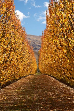 Framed Autumn, Orchard, Roxburgh, South Island, New Zealand Print