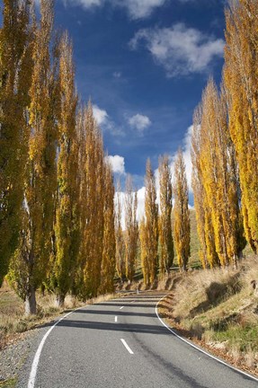 Framed Autumn, Rangitikei District, North Island, New Zealand Print