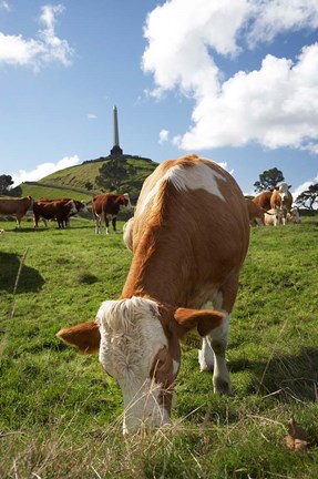 Framed Cows, Farm animal, Auckland, North Island, New Zealand Print