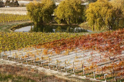 Framed Domain Road Vineyard, Bannockburn, Central Otago, South Island, New Zealand Print