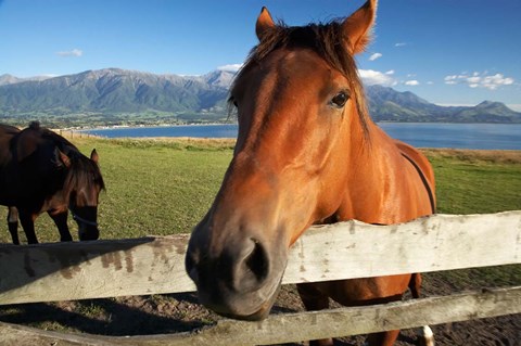 Framed Horse, Kaikoura, Marlborough, South Island, New Zealand Print