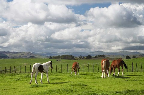 Framed Horses, Farmland, Te Kauwhata, North Island, New Zealand Print