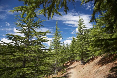 Framed Larch Forest by Lake Benmore, Waitaki Valley, North Otago, South Island, New Zealand Print