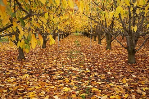 Framed Orchard, Roxburgh, Central Otago, South Island, New Zealand Print