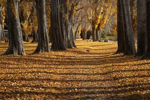 Framed Poplar Trees in Autumn, Lake Wanaka, Otago, South Island, New Zealand Print