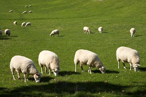 Framed Sheep, One Tree Hill Domain, Auckland, North Island, New Zealand Print