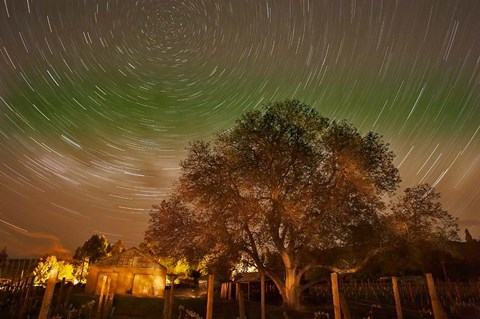 Framed Star Trails Over Walnut Tree, Domain Road Vineyard, Central Otago, South Island, New Zealand Print