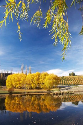 Framed Vineyard, Bannockburn Inlet, South Island, New Zealand Print