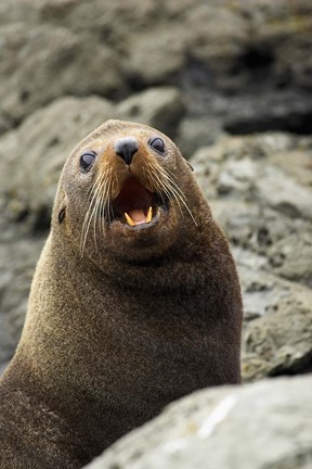 Framed Fur Seal, Kaikoura Coast, South Island, New Zealand Print