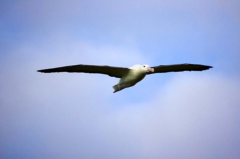 Framed Royal Albatross, Dunedin, South Island, New Zealand Print