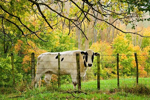 Framed Cow and Farmland, Taoroa Junction, Rangitikei, North Island, New Zealand Print