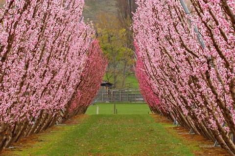 Framed Orchard in Spring, Cromwell, Central Otago, South Island, New Zealand Print