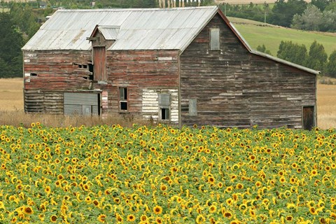 Framed Sunflowers and Old Barn, near Oamaru, North Otago, South Island, New Zealand Print