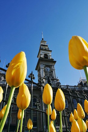 Framed Tulips and Municipal Chambers Clocktower, Octagon, Dunedin, New Zealand Print