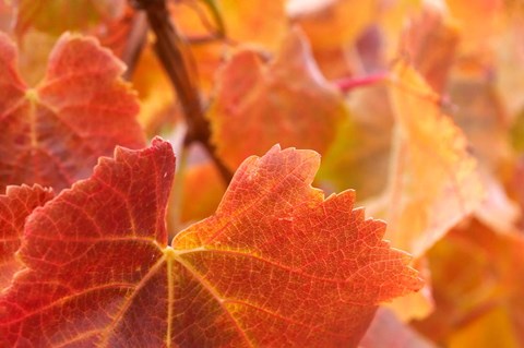 Framed Vine leaves, Domain Road Vineyard, South Island, New Zealand Print